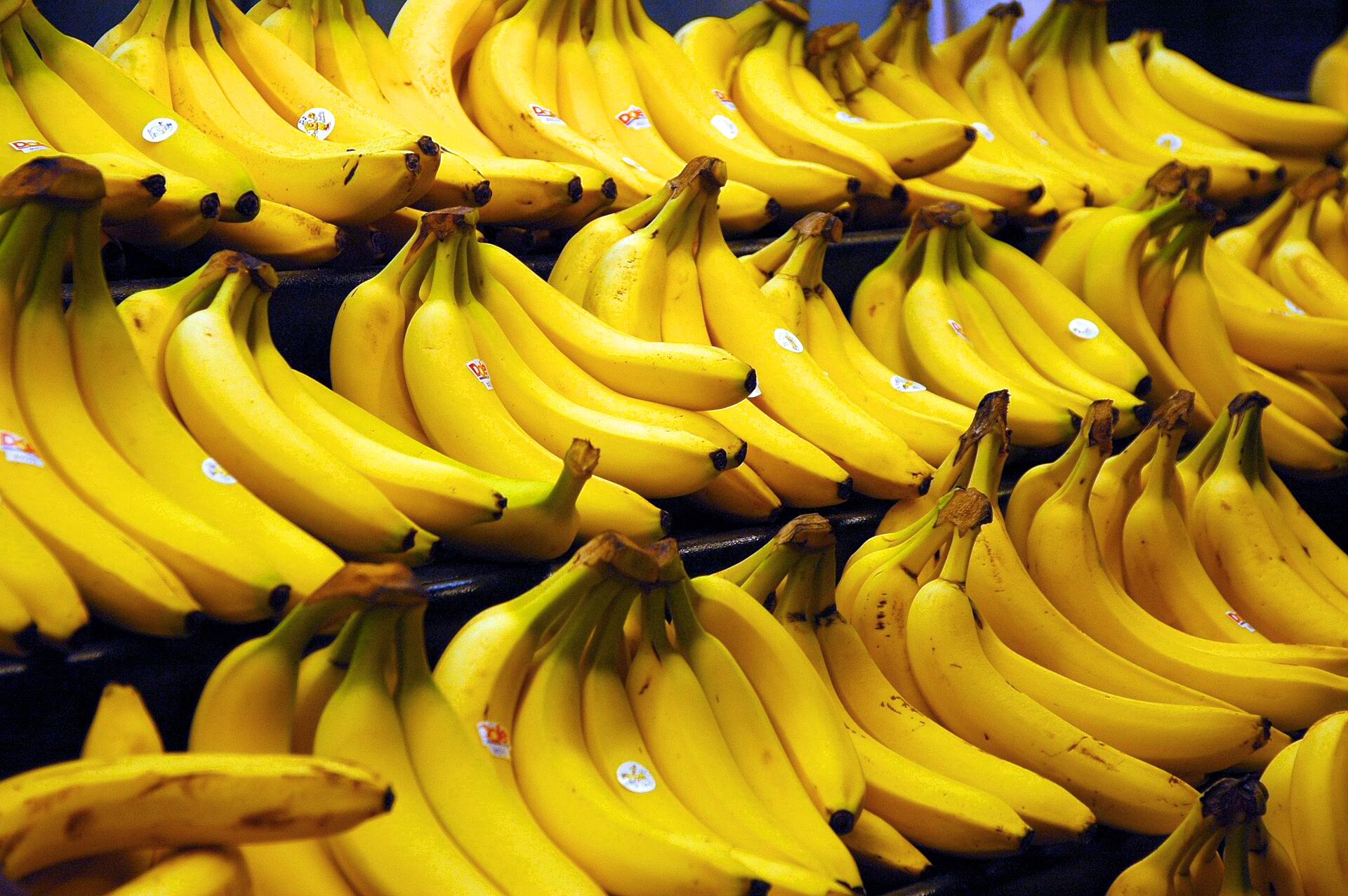 Banana plant in a Florida yard